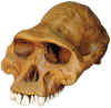 Australopithecus afarensis skull