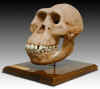 Australopithecus afarensis skull