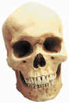 Homo sapiens skull