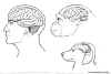 Brains compared to head size